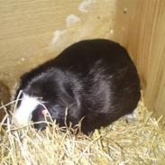 Marsvin Jackie R.I.P ):