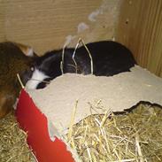 Marsvin Jackie R.I.P ):