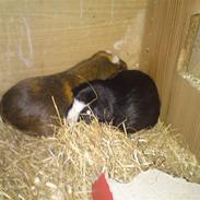 Marsvin Jackie R.I.P ):