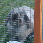 Kanin Dammer Lammer (Stampe <3)