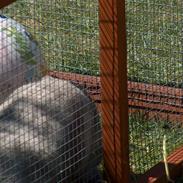 Kanin Dammer Lammer (Stampe <3)