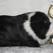 Marsvin Elvis Von Horn