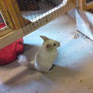 Chinchilla Fnuggi