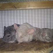 Chinchilla Fnuggi