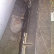 Chinchilla Fnuggi