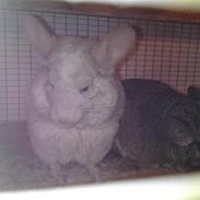 Chinchilla Fnuggi