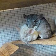 Chinchilla Fnuggi