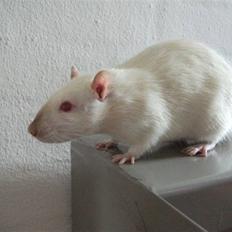 Tamrotte Supreme Dirty Harry