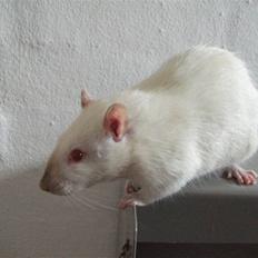 Tamrotte Supreme Dirty Harry