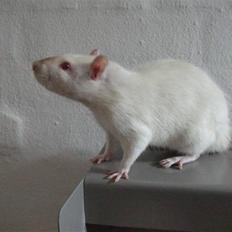 Tamrotte Supreme Dirty Harry