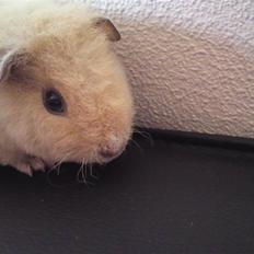 Marsvin Noahs arks Abby