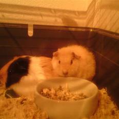 Marsvin Noahs arks Abby