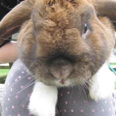 Kanin Shining fireblade