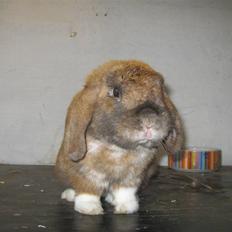 Kanin Shining fireblade