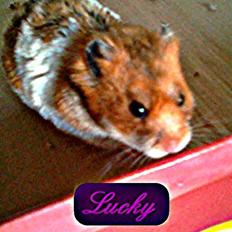 Hamster Lucky