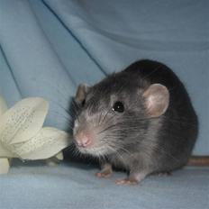 Tamrotte INC Dulce de Leche