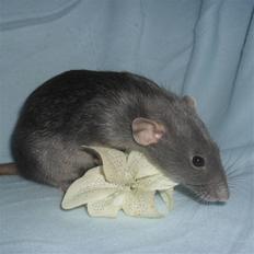 Tamrotte INC Dulce de Leche