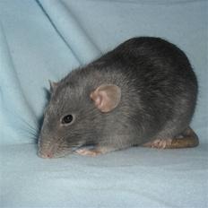 Tamrotte INC Dulce de Leche