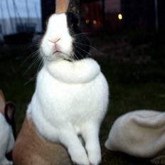 Kanin Mimrelunds Prik