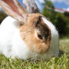 Kanin Mimrelunds Prik