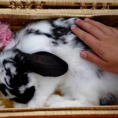 Kanin | Cirkeline *R.I.P*