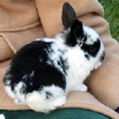 Kanin | Cirkeline *R.I.P*