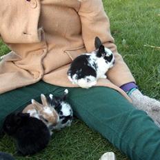 Kanin | Cirkeline *R.I.P*