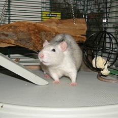 Tamrotte Incendia †Jack Skellington†