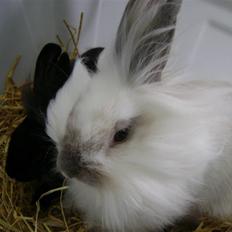 Kanin Snehvide