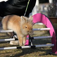 Kanin Fanta Phuss Forever Love