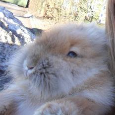 Kanin Fanta Phuss Forever Love