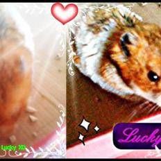 Hamster Lucky