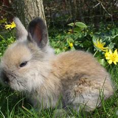 Kanin Solbakke´s Luna