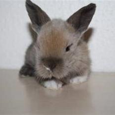 Kanin Solbakke´s Luna