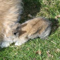 Kanin Solbakke´s Luna