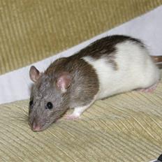 Tamrotte Incendia †Ichabod Crane†