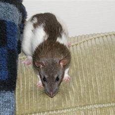 Tamrotte Incendia †Ichabod Crane†