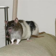 Tamrotte Incendia †Ichabod Crane†