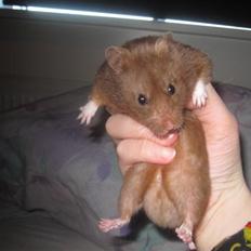 Hamster Malthes Brownie