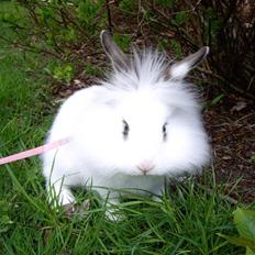 Kanin Fnug - Nu med unger :)