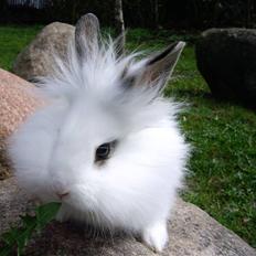 Kanin Fnug - Nu med unger :)