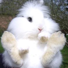 Kanin Fnug - Nu med unger :)