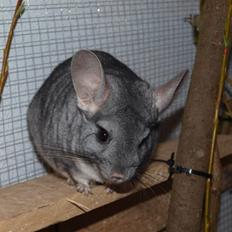 Chinchilla Flippa 
