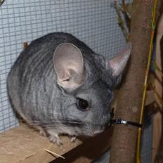 Chinchilla Flippa 