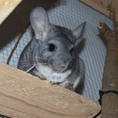 Chinchilla Flippa 