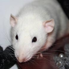 Tamrotte Alenya's Beaker  R.I.P