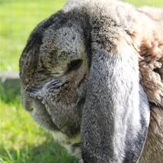 Kanin Karlo * RIP 5/8 2010 *