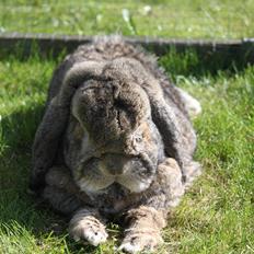 Kanin Karlo * RIP 5/8 2010 *