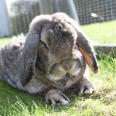 Kanin Karlo * RIP 5/8 2010 *