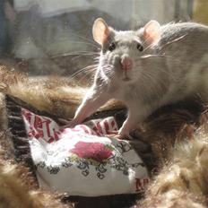 Tamrotte Mango R.I.P :'( 